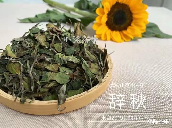 2013年的老寿眉饼，汤色红，有点甜，为什么老白茶这么像红茶？