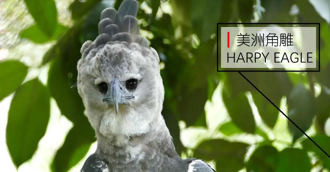 盘点地球上10种致命鸟类,拥有天生的“鱼叉”,一击刺穿心脏