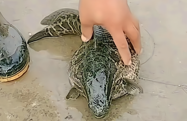 广东省|又见怪鱼出水，广东钓友钓到奇怪翘嘴，眼睛突出神似外星生物