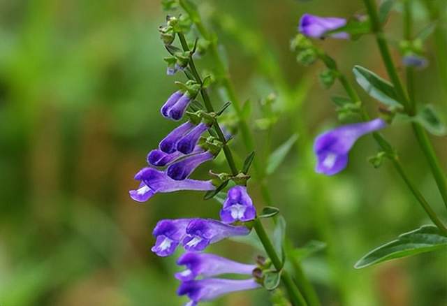 中成药|分享抗癌中药——半枝莲,清热解毒功效强,治疗多种肿瘤有疗效