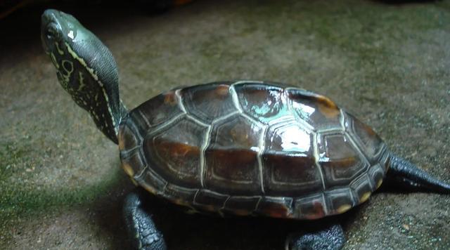 湖南|湖南一男子户外夜钓,神秘生物爬上脚背,吓得直接从凳子上跳起来