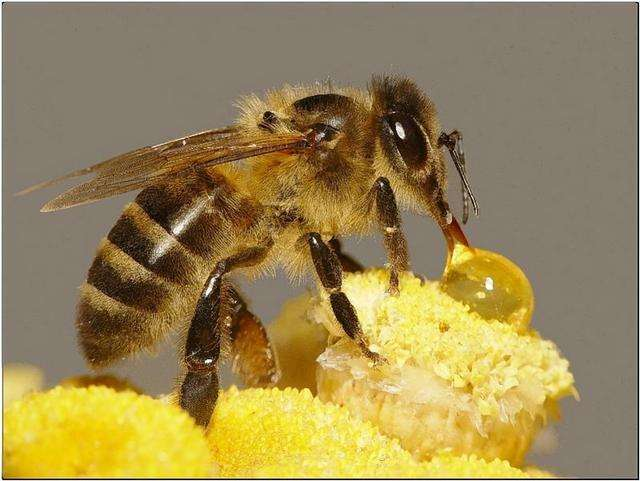 蜜蜂是如何交流的