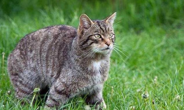 野猫如何变成家猫的?最新研究认为并非人类驯化,而是野猫自愿的