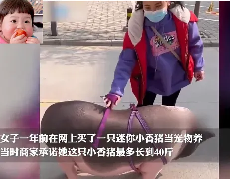 牧风芳华 女子在网上买了头小香猪，结果被喂成一头大肥猪