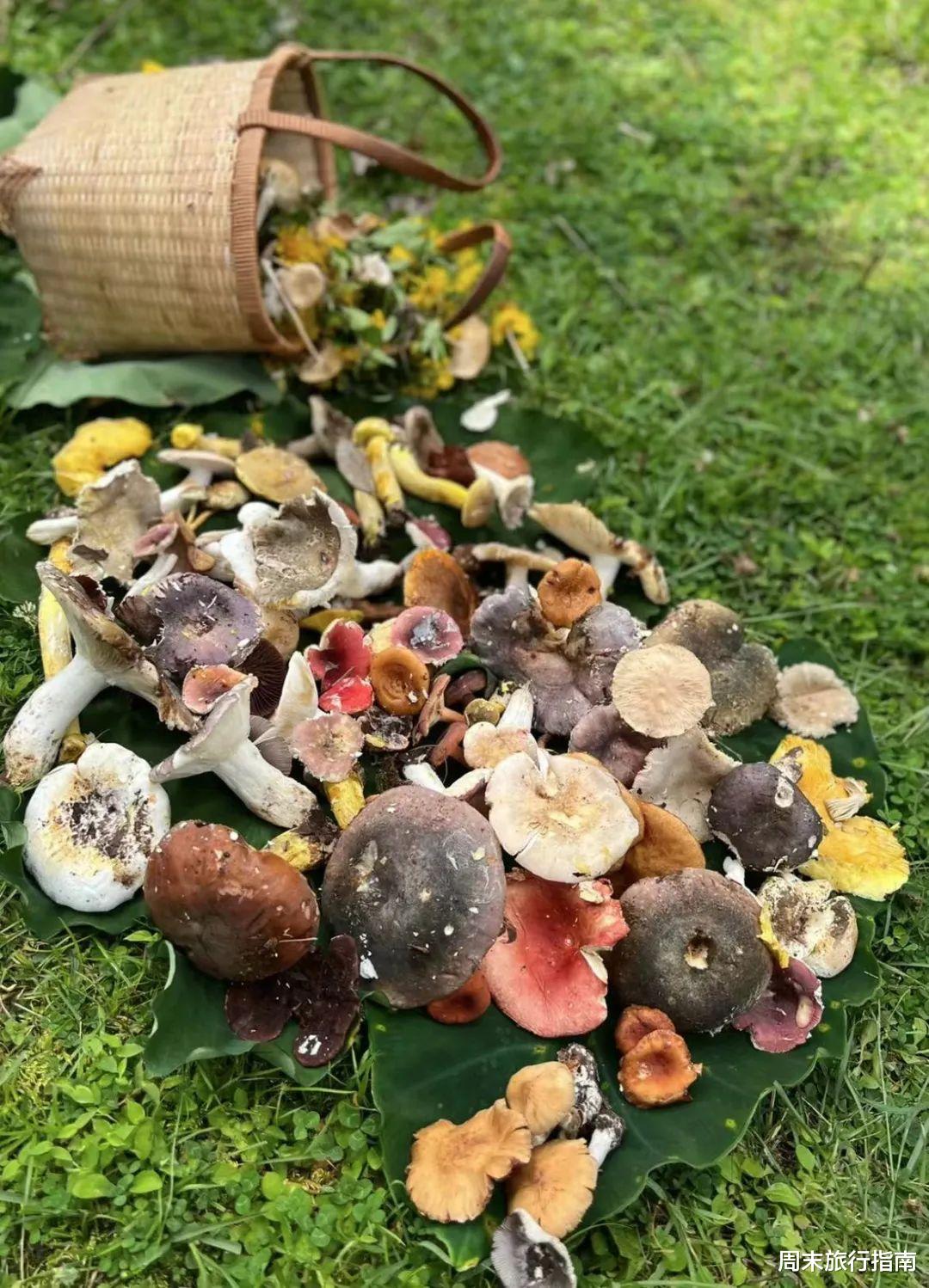 野生菌|刘亦菲新剧刷屏!均温20℃的神仙取景地,私藏“全国最毒”美味,吃过就上头!