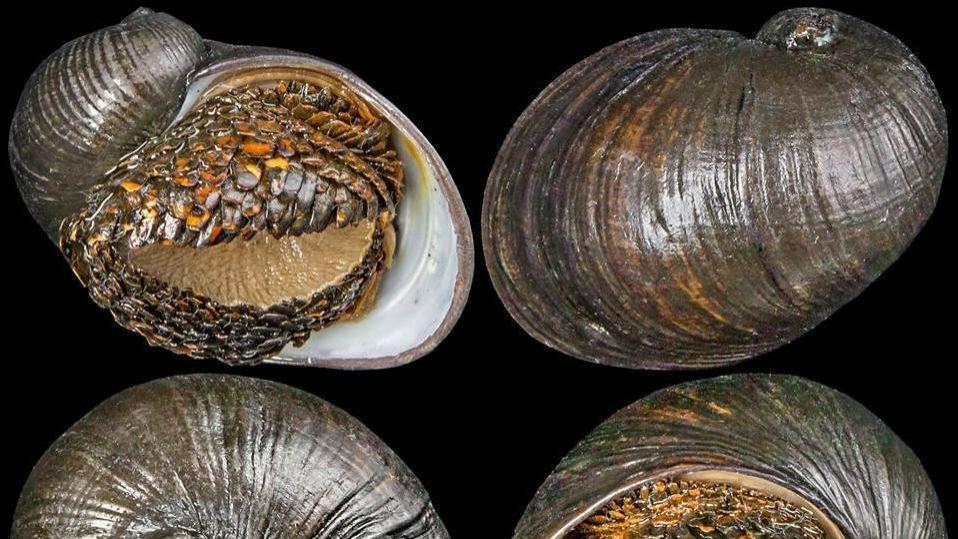世界上外壳最坚硬的蜗牛, 子弹都打不穿, 科学家拿它来研发防弹衣
