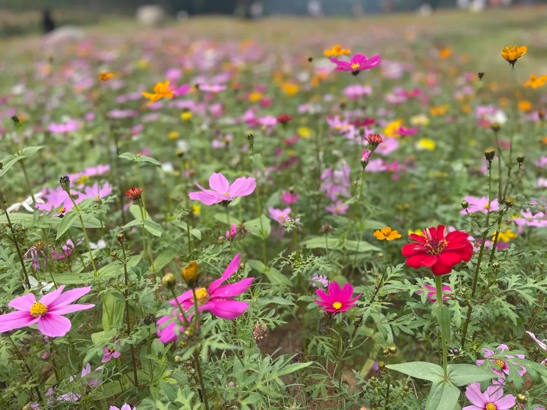 嘉州|波斯菊、芙蓉…绿心公园超美花海又来了！快去打卡！