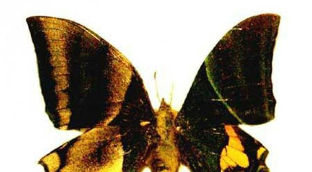 7种极罕见的动物,一种在中国发现,还有一种价值高达160万