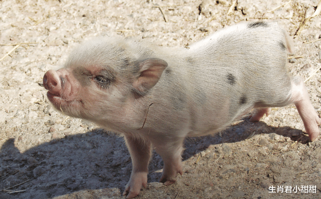 求职|一整年红红火火，属猪人做好准备腾飞，在职场冲锋陷阵取得辉煌