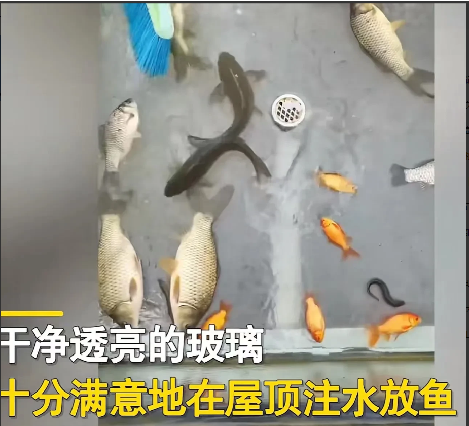 贵州黔西南,女子突发奇想在自家房顶建玻璃鱼池,但父母嫌弃难打理