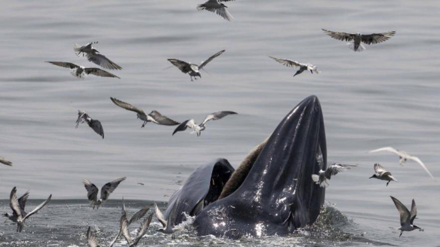 鲸鱼只要张开嘴，鱼群就往嘴里钻？你知道聪明的鲸鱼如何捕食吗？