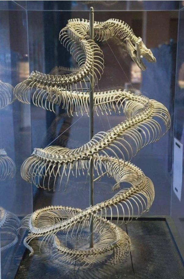 动物的骨架设计