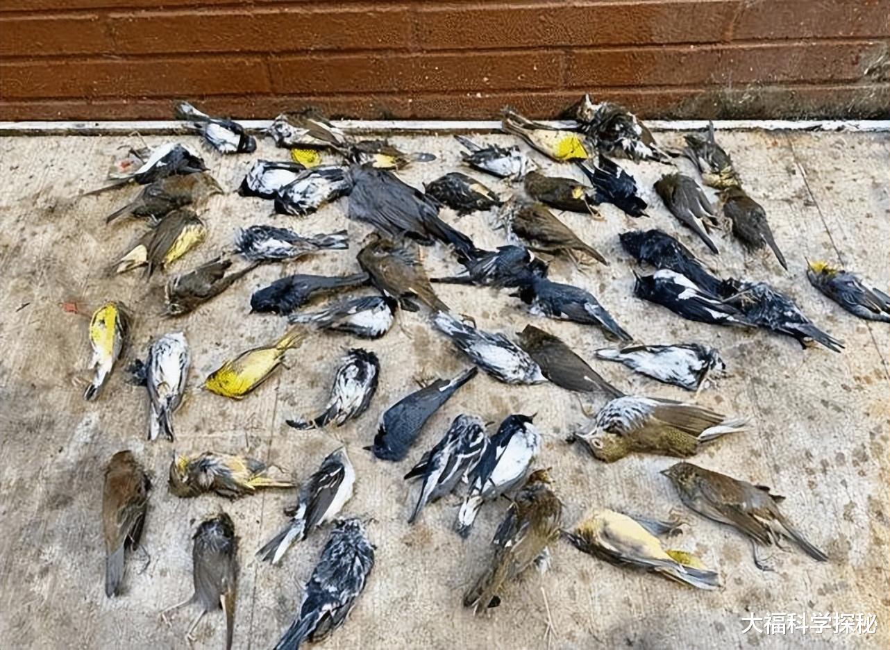 大气中存在神秘生物?鸟类发生大规模死亡,研究者认为极有可能