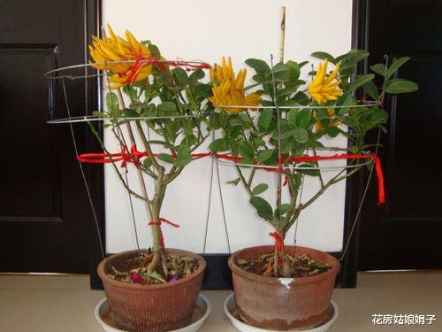 4种“镇宅树”,家里养一棵,漂亮又吉利,家里“贵人辈出”