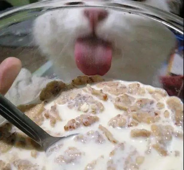 主人用玻璃碗吃东西，猫咪馋到舔碗：咦，怎么没吃到？