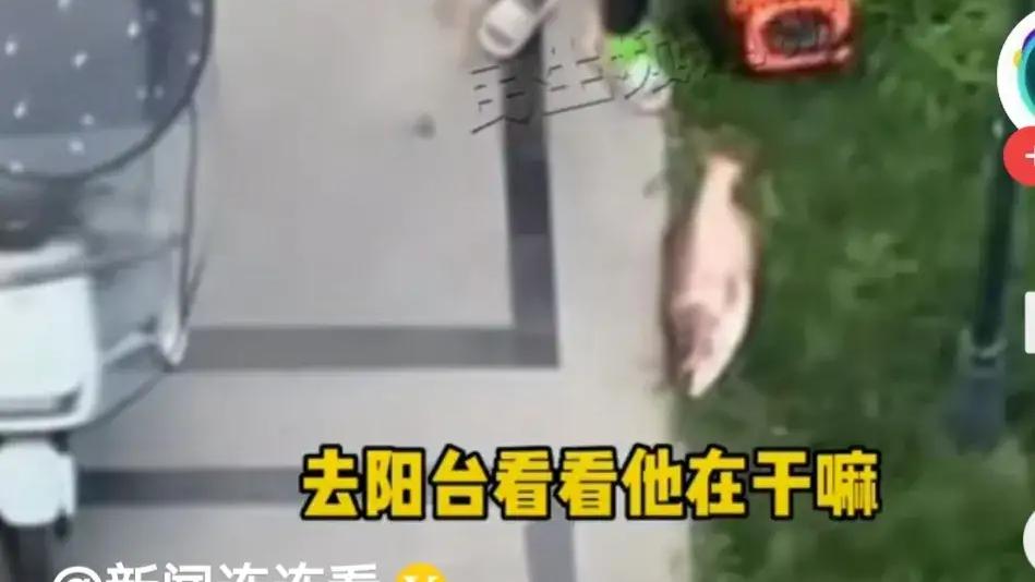 饵料|男子钓到一条大鱼，见人就显摆，整个小区都知道了