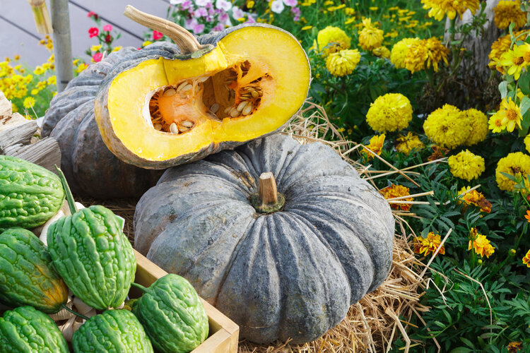 健身|南瓜到底是升血糖还是降血糖?糖尿病人能吃南瓜吗?告诉你真相