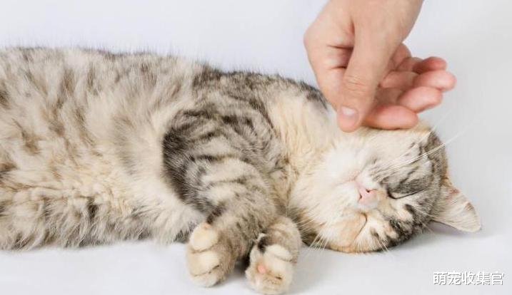 给猫咪驱虫应该先内驱还是外驱，怎么样效果好？用什么驱虫药合适
