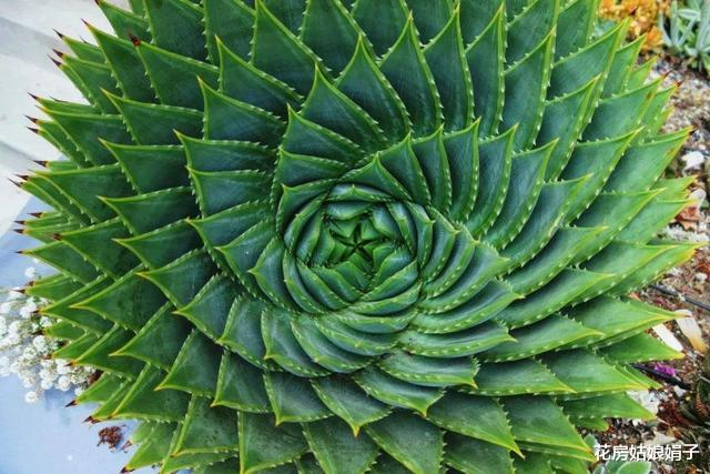 卫生间潮湿有异味,养上5种“吸味花”,祛湿除味还能“灭菌”