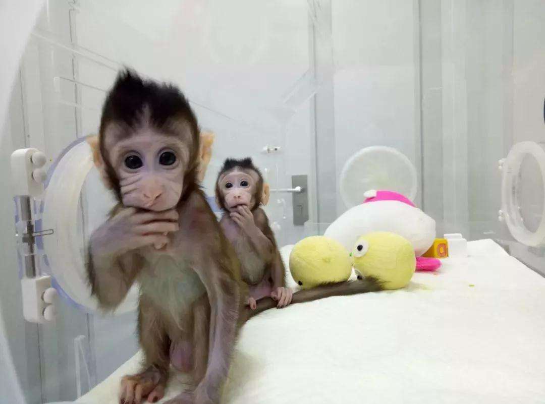 人类真的天生就害怕蛇吗?科学家:从婴儿身上找到了答案