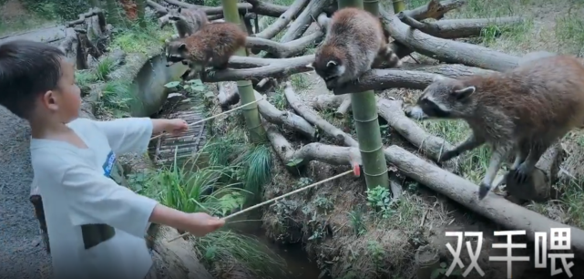 孙莉|孙莉带子女游动物园,被俩娃依偎直呼幸福,弟弟给动物喂食比多妹勇敢