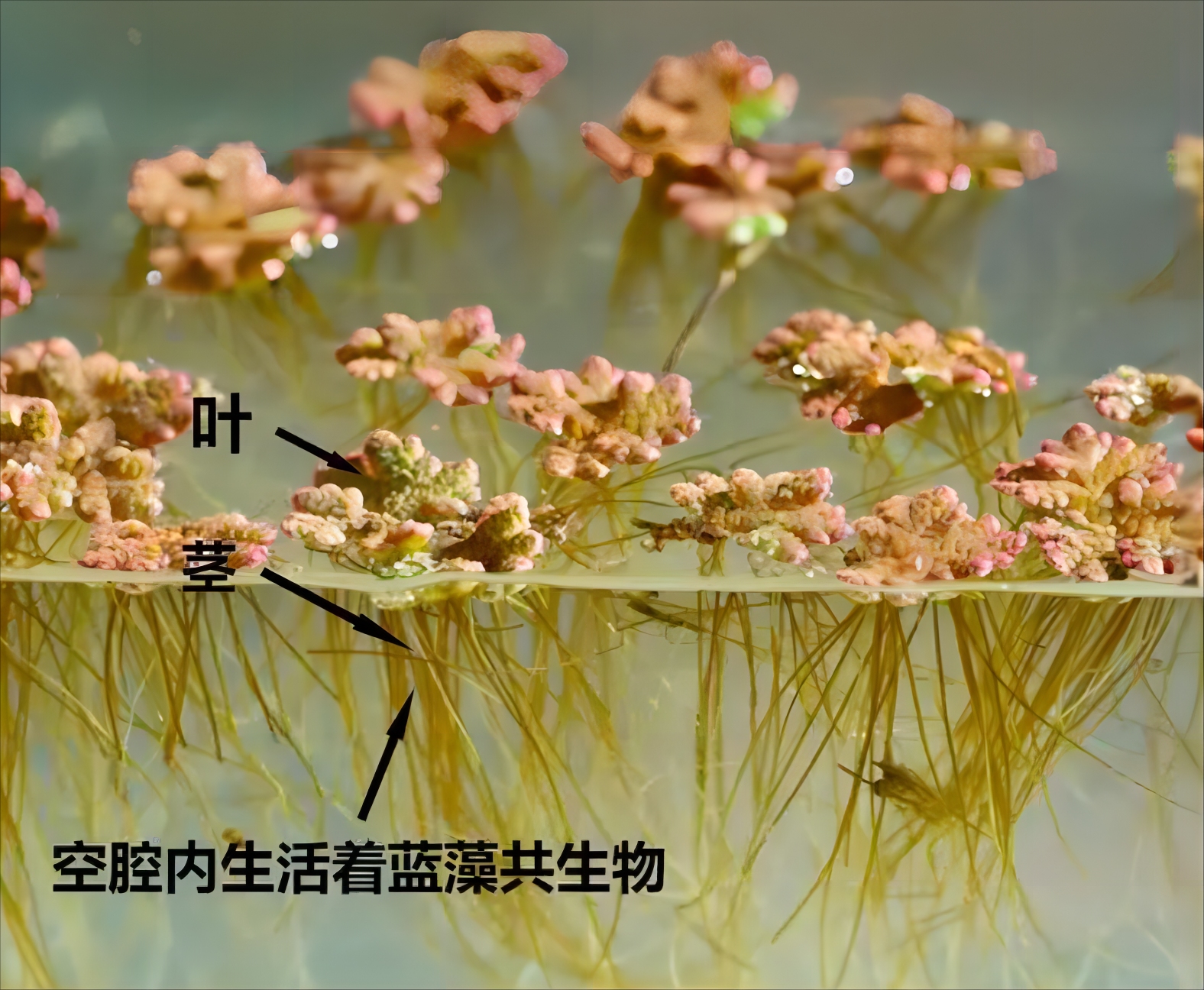 几千万年前,一种植物泛滥冰冻地球,如今它能再次拯救人类吗?