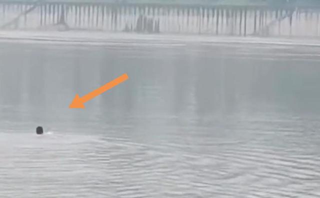 重庆|大鱼把竿拖下水后，重庆男子下水捞鱼竿，老乡：看着他沉下去了