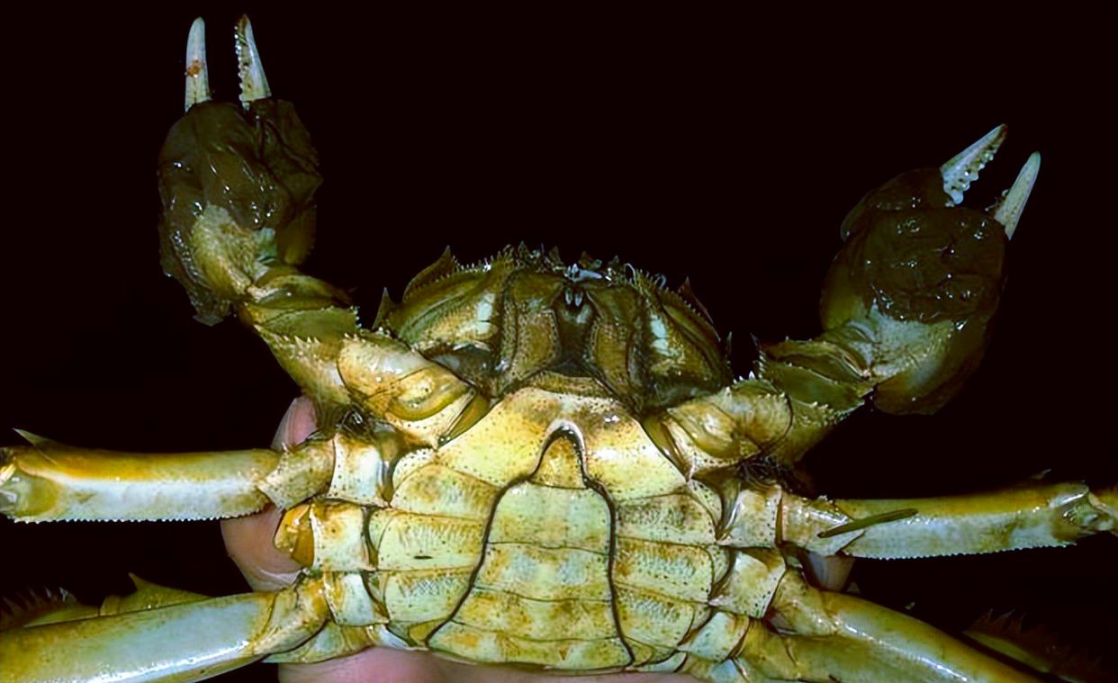 上海市|河道里螃蟹泛滥?钓鱼人纷纷不堪其扰,网友:身在福中不知福