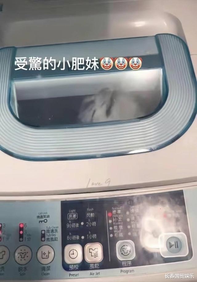 姐姐|TVB女星姐姐将猫放洗衣机狂转，虐待动物引公愤，法院判决来了