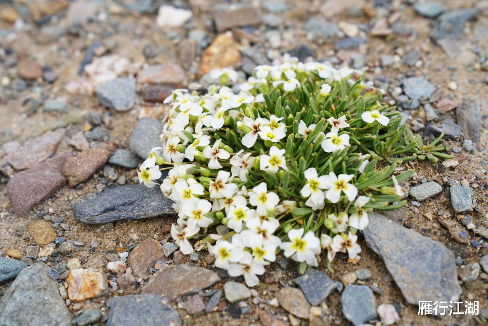 可可西里自然保护区|实拍可可西里自然保护区，风景苍茫辽阔，夏天飞雪，还能遇到野驴