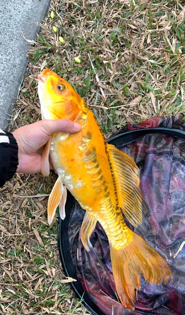 珠江|鬼上身?男子珠江里钓起“怪鱼”,越看越恶心,网友:不影响口感