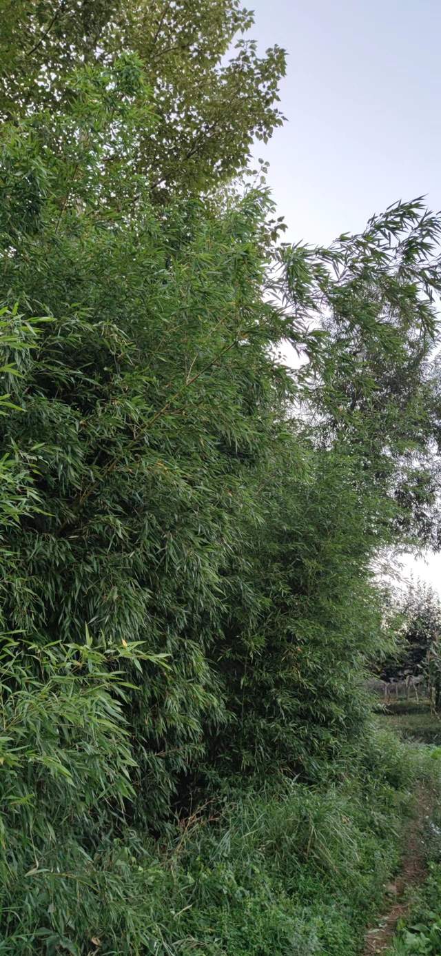 昭通|重走来时的路！云南昭通乐居镇周家口子村散步记