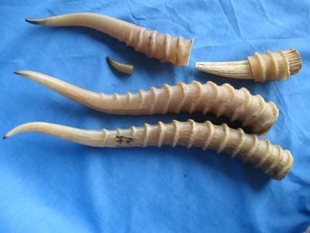 文玩|盘点文玩圈十大违禁品,“白给”都不能要,看看哪个最有“判”头?