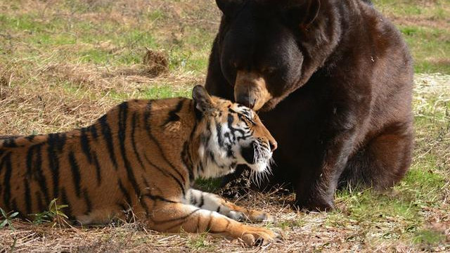 辟谣：东北虎能捕食公棕熊？现实中被虎捕食的多为母熊及幼熊