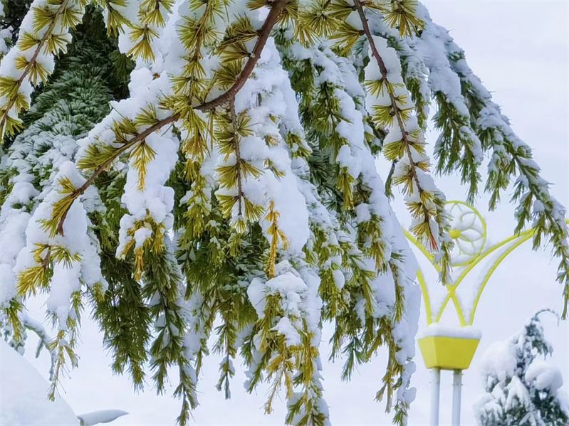 草原|四月的香格里拉，又闯入了冰雪世界