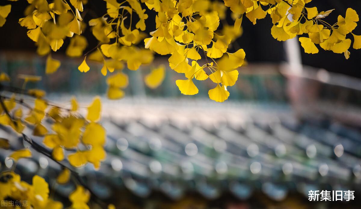 |树树皆秋色,山山唯落晖|人间最美是金秋