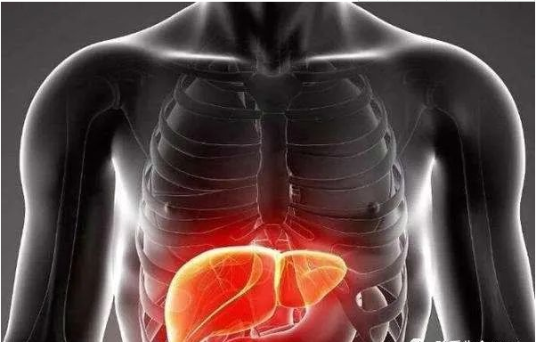 肝脏|人体中的五行器官分别起什么作用？