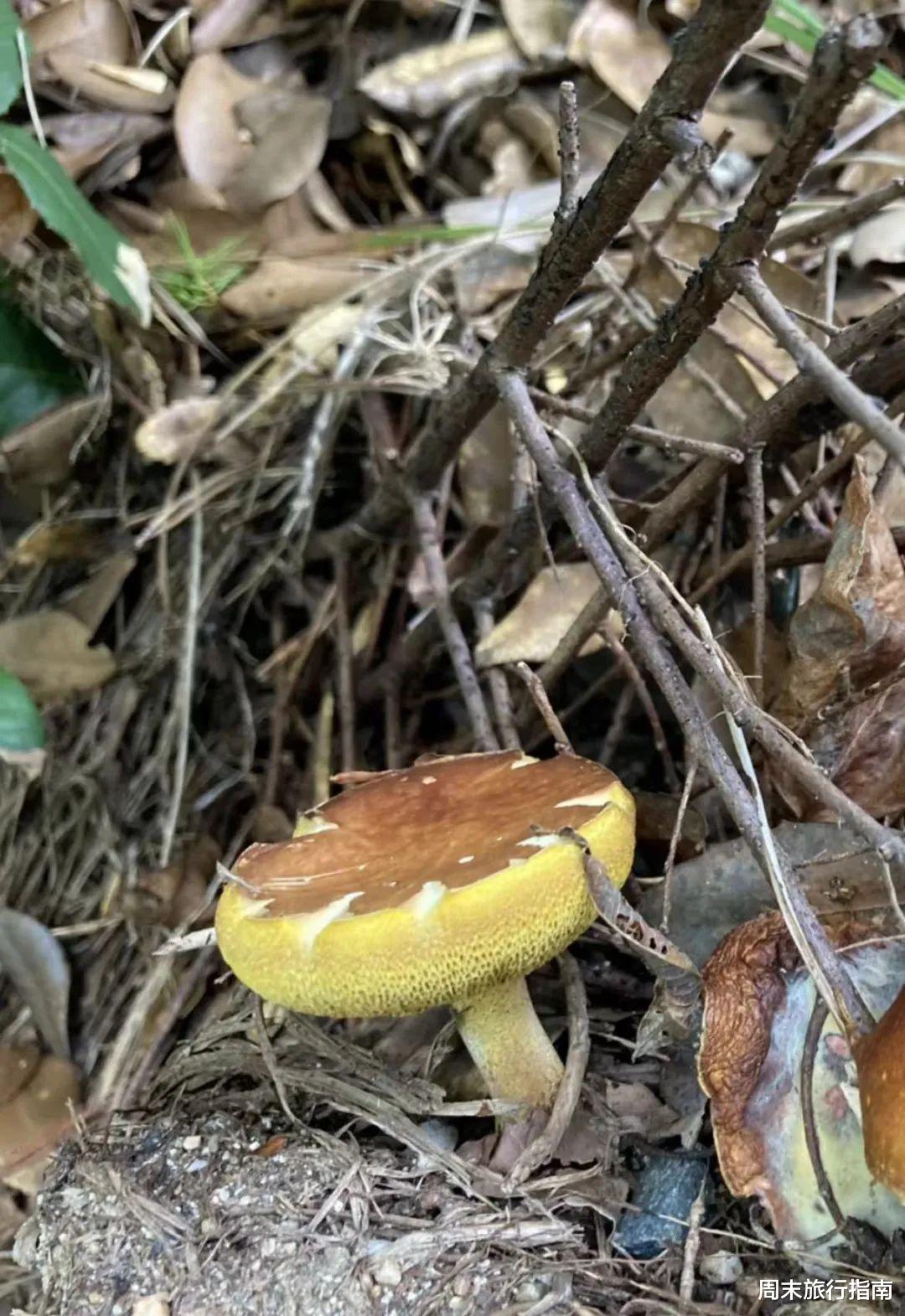 野生菌|刘亦菲新剧刷屏!均温20℃的神仙取景地,私藏“全国最毒”美味,吃过就上头!