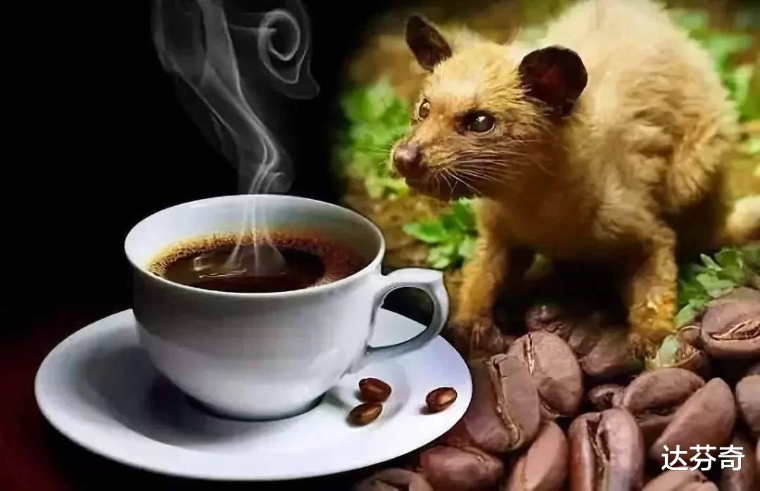 盘点世界上的天价分泌物,明明是动物的粪便,却异常的好闻?