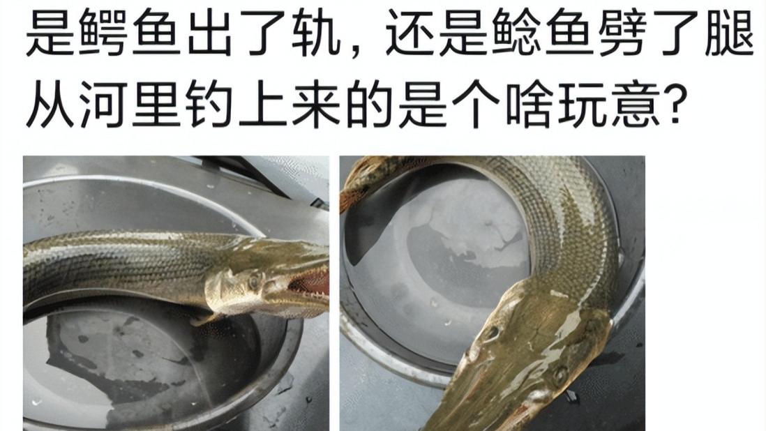 “到底是鳄鱼出了轨，还是鲶鱼劈了腿，”钓上来了啥玩意？