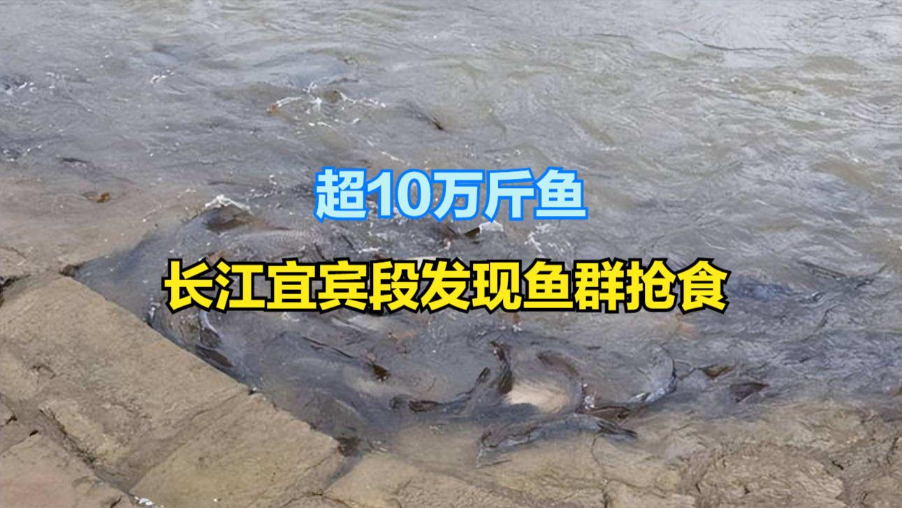 超10万斤！长江宜宾段发现鱼群抢食，黑压压一片需担心鱼满为患吗