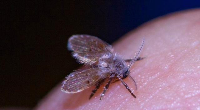 就因为家中出现这种虫子,他的眼球被摘除。快看看你家有没有