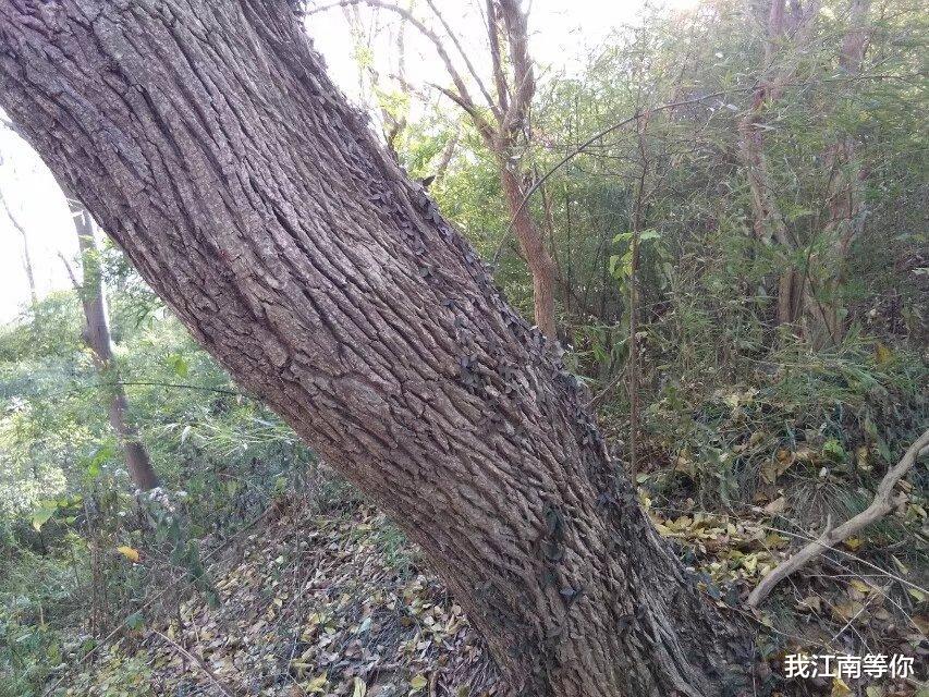 男子迷路后,进入一个山寨,发现山寨里的人都穿着古代的衣服