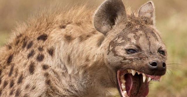 张恒|张恒再撕网友会烦，小菲恋爱脑张兰也救不了：他们忘了都物极必反