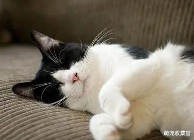 给猫咪驱虫应该先内驱还是外驱，怎么样效果好？用什么驱虫药合适