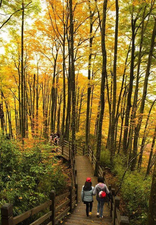 张家口|680平方公里!国内超低调的“红叶第一山”,错峰出行,真香