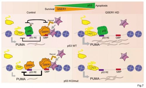 Cell Death & Differentiation|报道新型细胞凋亡调控通路