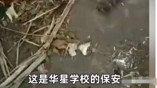 ?学校回应保安打死喂奶狗妈妈，道德制高点的谴责，不费吹灰之力