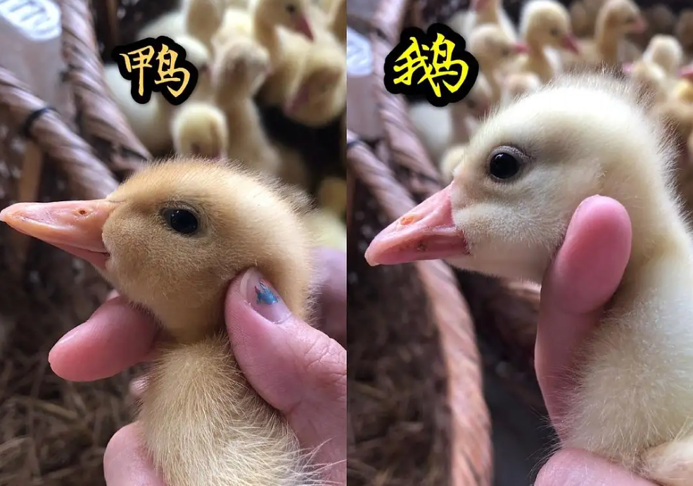 鹅与鸭杂交后是否会有后代?有人已做过实验,这是条致富之路吗?