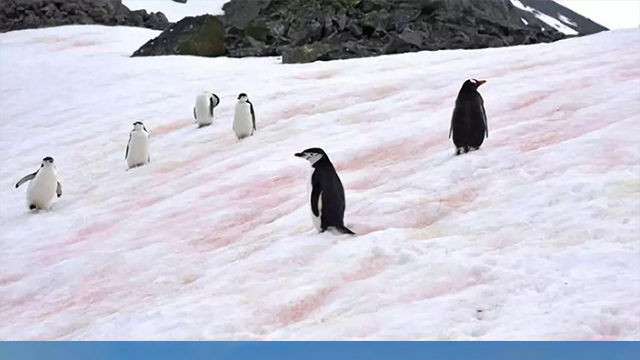 极地下西瓜雪，这是一种启示？还是一种生物现象？